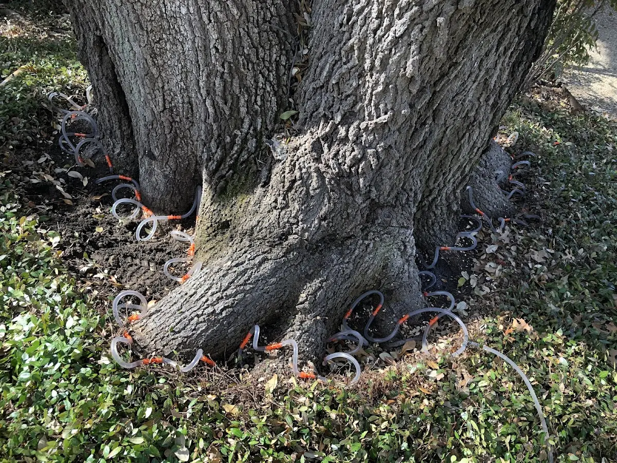 Detailed Tree Cabling and Bracing job site in Deer Lodge