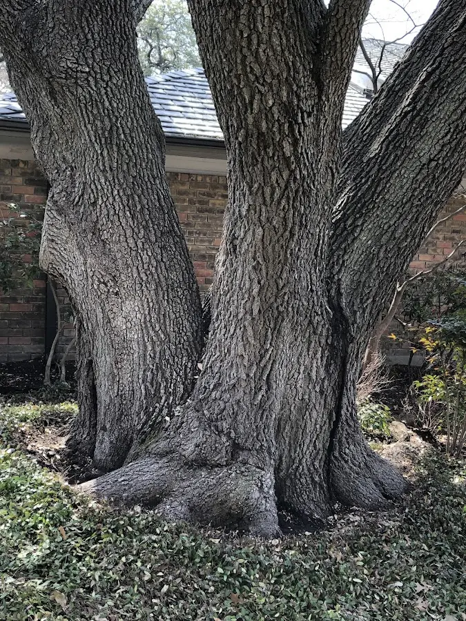 Mature heritage tree close to a Deer Lodge property cared for by certified arborists